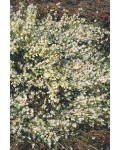 Ракитник ранний Альбус (белый) | Рокитник ранній Альбус (білий) | Cytisus praecox Albus (white)